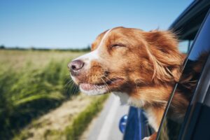 Dog travelling in the car