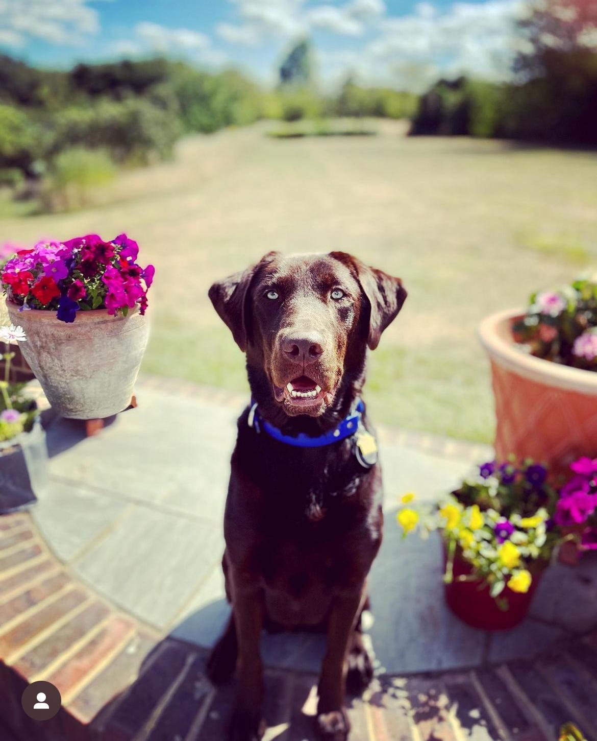 Our brown lab Bailey