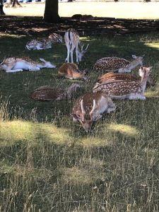 Deer at Knole Park