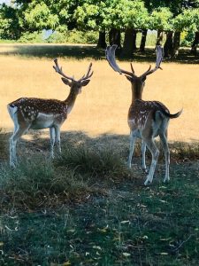 Deer at Knole Park