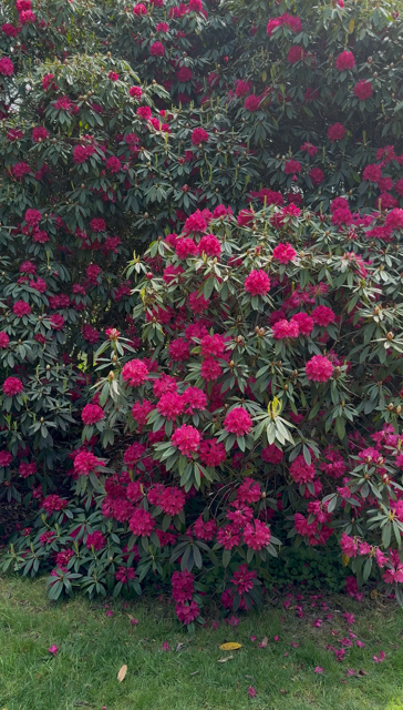 Flowers at the Himalayan Gardens Riverhill, Sevenoaks